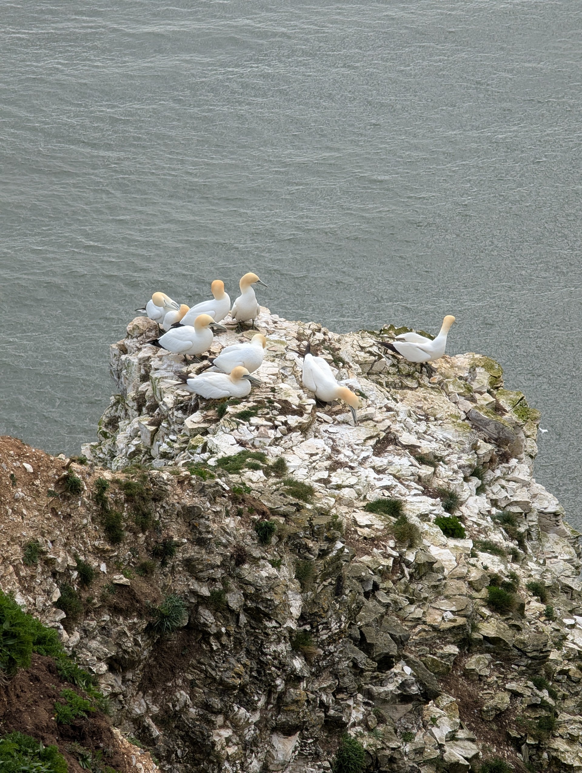 Gannets on a cliff