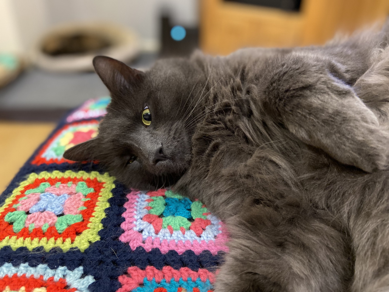 Bumble the cat.